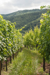 Vineyard in Alsace,  France 