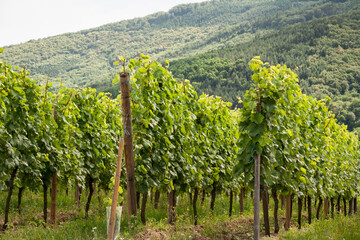 Fototapeta na wymiar Vineyard in Alsace, France