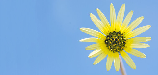 Yellow daisy against the sky