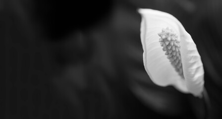 Peace lily flower. Spathiphyllum. Black and white. Copy space 
