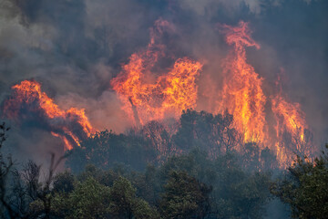 Forest fires in the prefecture of Evros in northern Greece in the biggest fire ever in Europe