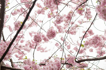 Spring background of blossom cherry flowers closeup - 778174443