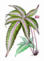 Fern illustration on a white background