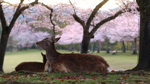 Nara deer in Japan in spring, Japanese deer resting under sakura trees in bloom, tourism in Japan in spring, spring in Nara, Kyoto Prefecture