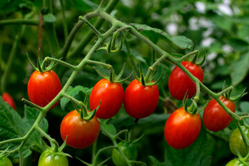Red cherry tomatoes ripening in the greenhouse. Homegrown vegetable in the garden