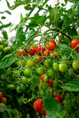 Red cherry tomatoes ripening in the greenhouse. Homegrown vegetable in the garden - 778181014