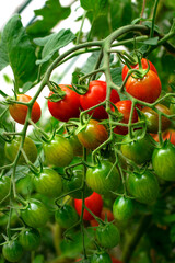 Red cherry tomatoes ripening in the greenhouse. Homegrown vegetable in the garden - 778181039