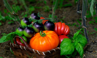 Assorted farm tomatoes of different sorts in the basket. Orange colored, black cherry and red ridged tomato. Ripe harvest on the garden bed - 778181055