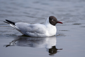 Black-headed gull in the water, Chroicocephalus ridibundus