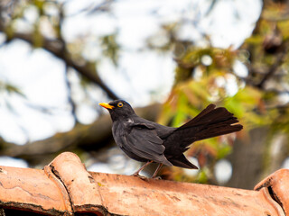 Blackbird