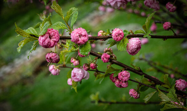 young pink buds prunus triloba in spring 