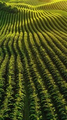 Endless rows of corn, aerial view, midday sun, geometric patterns , 8K Ultra HD