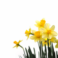 Yellow daffodil flowers isolated on white background.