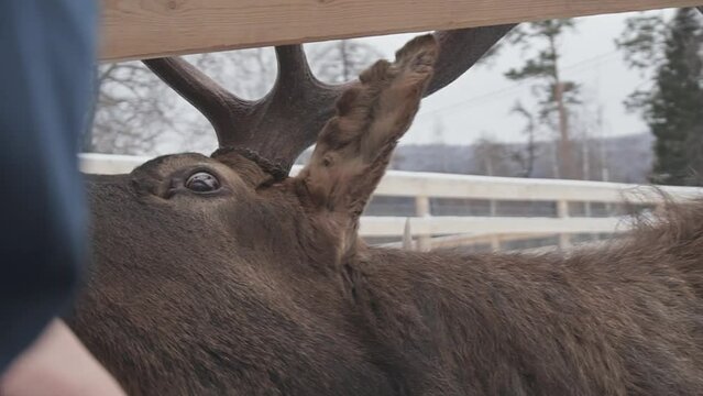 Portrait of a red deer with big antlers. Deer in a paddock where tourists feed him