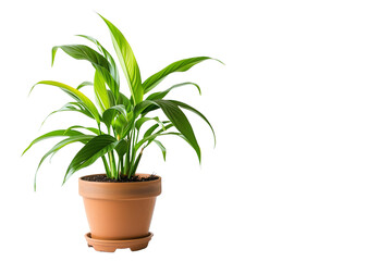 Houseplant in Terracotta Pot - isolated on White Transparent Background, PNG
