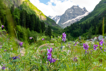 wildflowers against the background of mountains in sunny valley