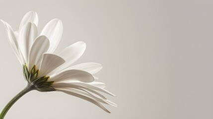 Fototapeta na wymiar white daisy flower and gray background