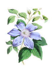 Flower illustration on a white background. CLEMATIS REGINAE - obrazy, fototapety, plakaty