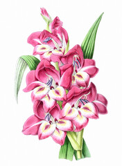 Flower illustration on a white background. GLADIOLUS