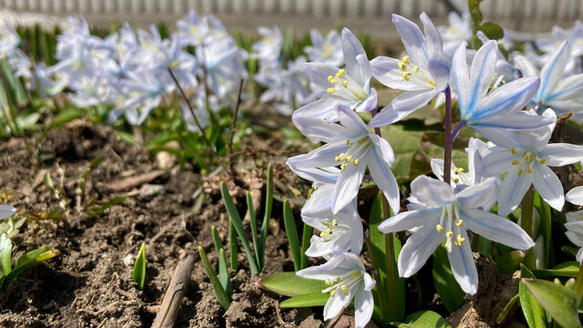 Lots of puschkinia (spring ephemeral)