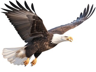 Obraz premium Bald Eagle Isolated on White Background, Adult Flying Eagle Isolated on White Background