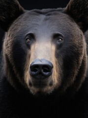 Front view of brown bear