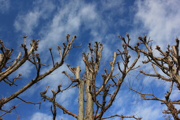 tree branches against blue sky