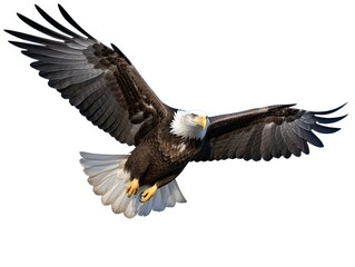 Bald Eagle Isolated on White Background, Adult Flying Eagle Isolated on White Background - obrazy, fototapety, plakaty