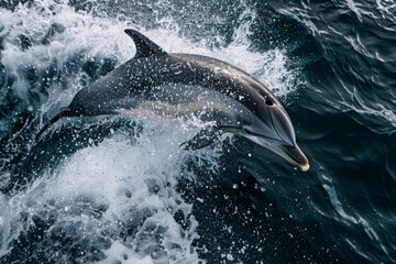 A dolphin jumps out of the water in a dynamic aerial dive shot