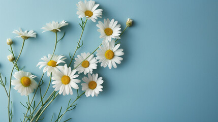 Fresh White Daisies on Vibrant Blue Background