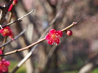 Plum blossom