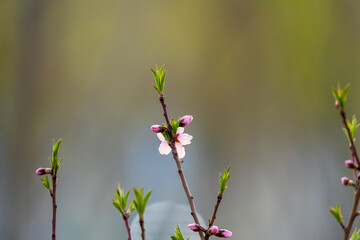 Peach Tree Sprouts. flowers in spring. new buds on colourful bokeh background in early spring.