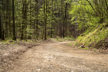 Forest road in the Vienna Woods near Bad Vöslau in spring