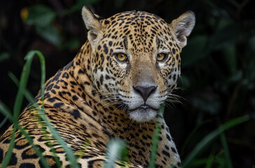 Portrait of a jaguar