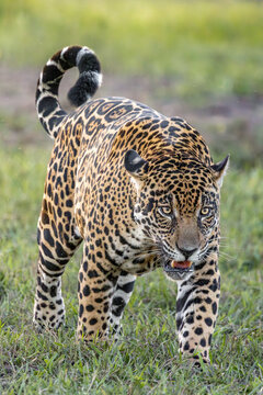 Jaguar safari 1