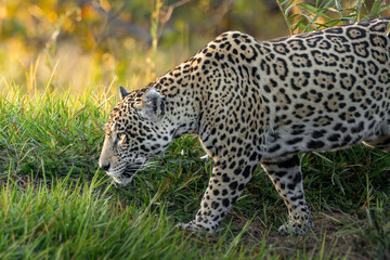 Jaguar safari 2