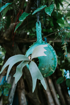 Platycerium willinckii (wil-lin-key-eye) sometimes called Java Staghorn. Native to Java and the Lesser Sunda Islands.