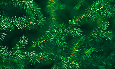 Framed view of vibrant evergreen branches around a solid green background, perfect for seasonal marketing, nature themes, and festive backgrounds.