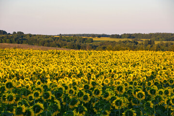 a field of sunflowers with a view of the hills behind it