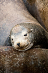 Tender Moment: 4K Ultra HD Image of Wild Baby Sea Lion Napping on Mom's Belly