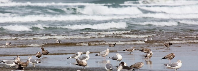 4k ultra hd image of Flock of Seabirds resting on beach