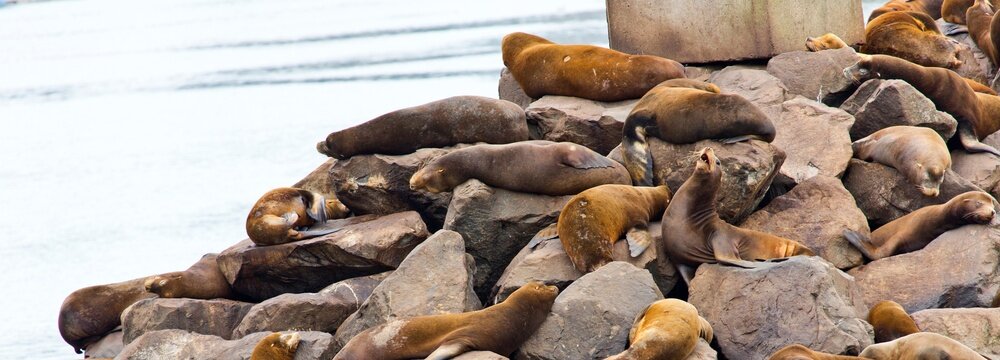 4k ultra hd image of Group of Sea Lions on rocky shore