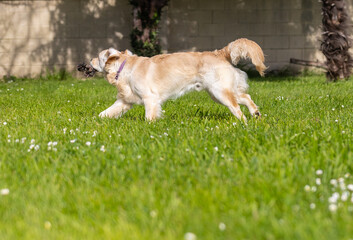 My Golden Puppy is 9 months old with great vitality!