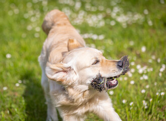 My Golden Puppy is 9 months old with great vitality!
