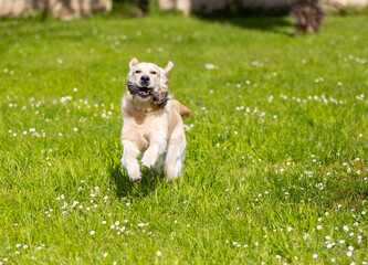 My Golden Puppy is 9 months old with great vitality!