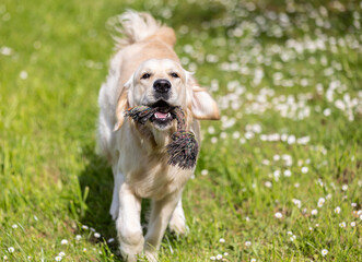 My Golden Puppy is 9 months old with great vitality!