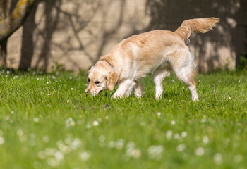 My Golden Puppy is 9 months old with great vitality!