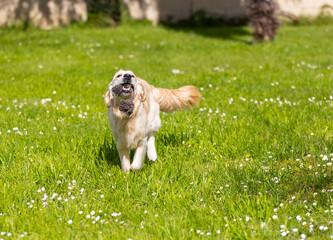 My Golden Puppy is 9 months old with great vitality!