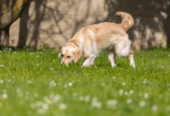 My Golden Puppy is 9 months old with great vitality!