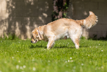 My Golden Puppy is 9 months old with great vitality!